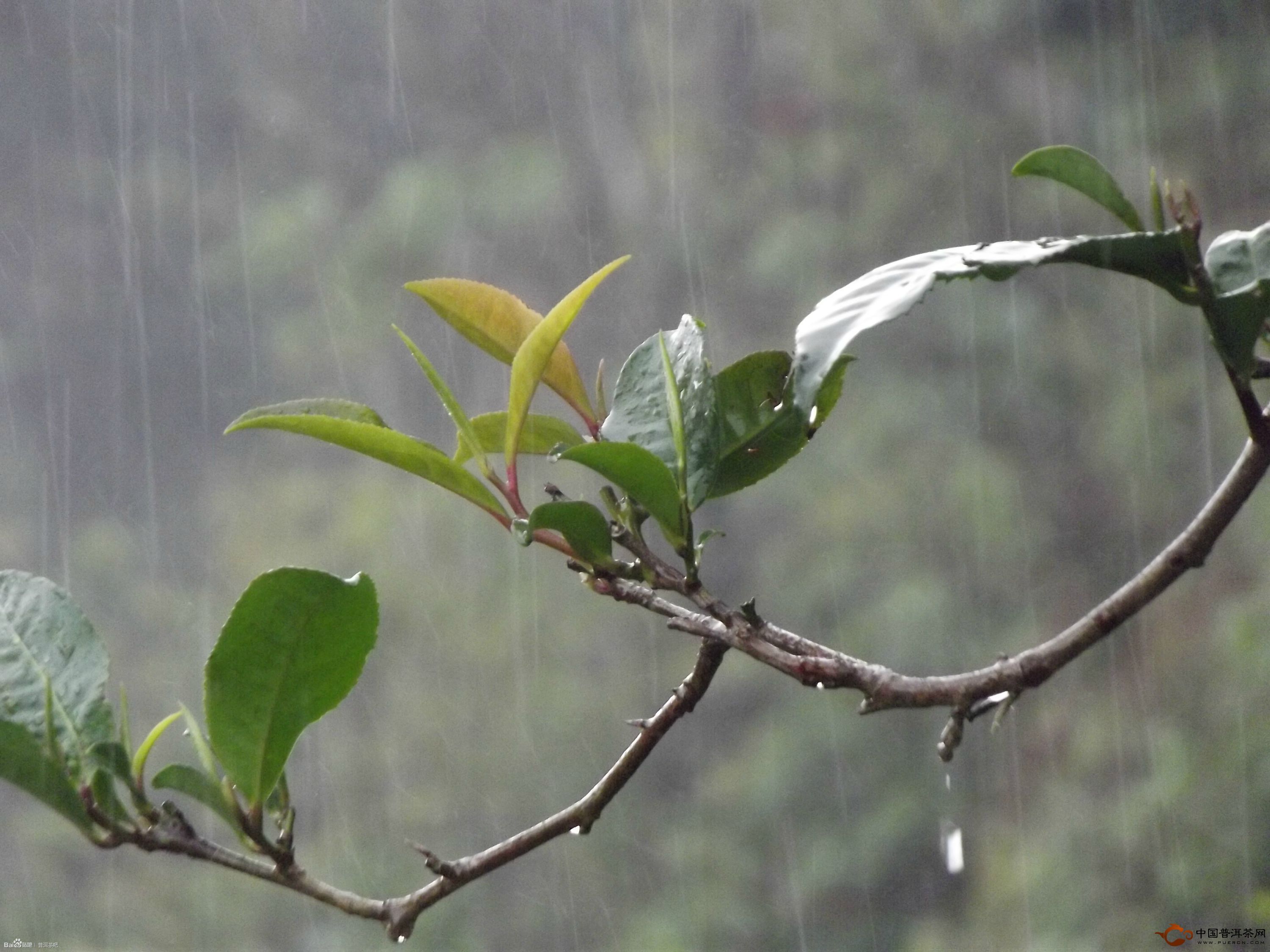 雨水收集